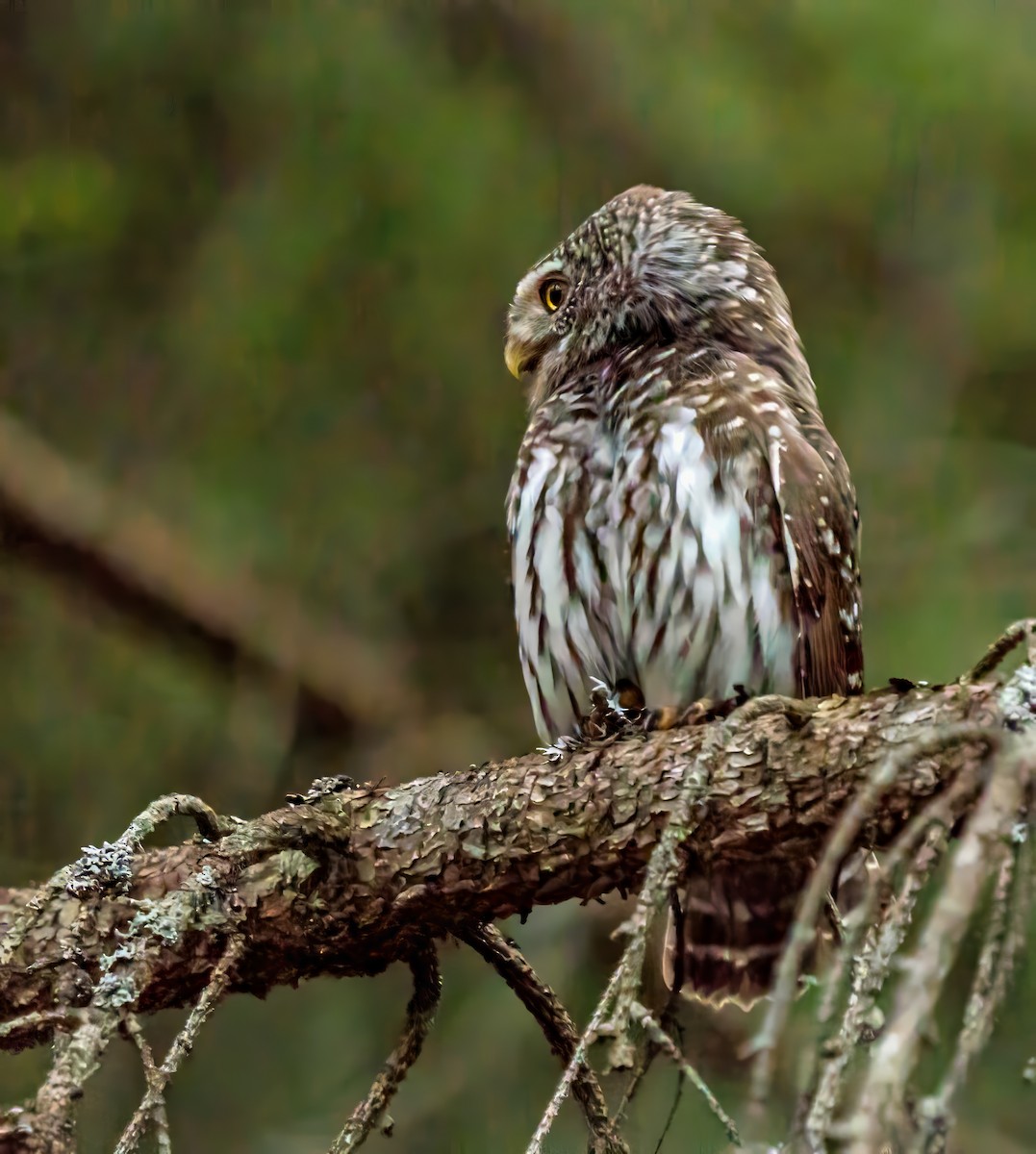 Eurasian Pygmy-Owl - ML618707818