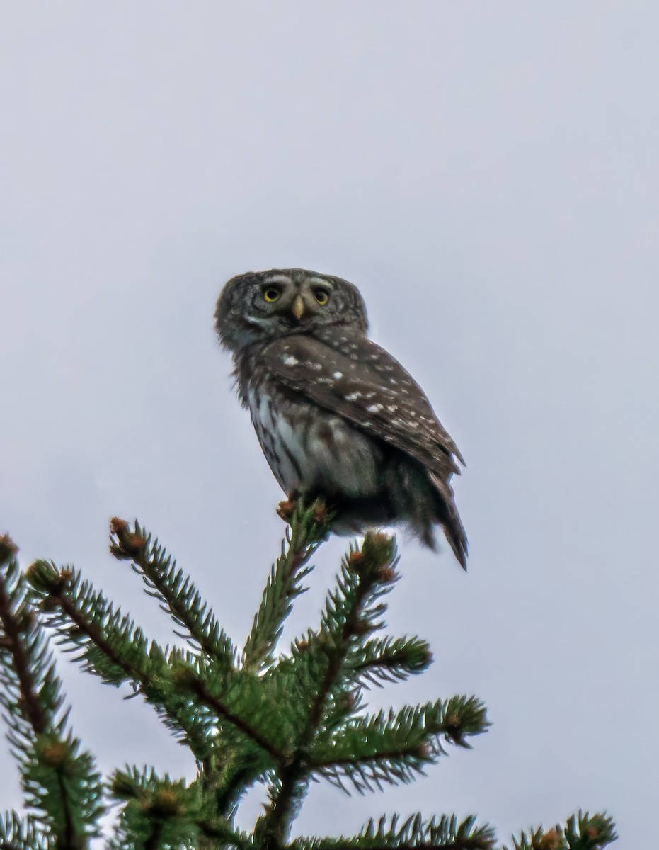 Eurasian Pygmy-Owl - ML618707819