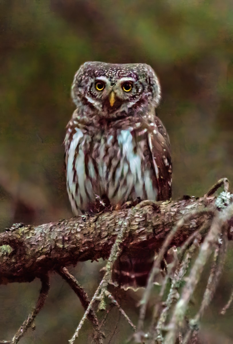 Eurasian Pygmy-Owl - ML618707820