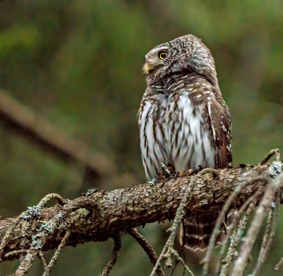 Eurasian Pygmy-Owl - ML618707821