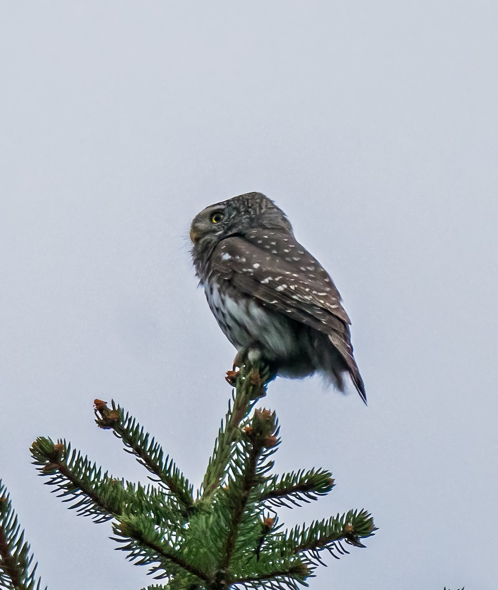 Eurasian Pygmy-Owl - ML618707822
