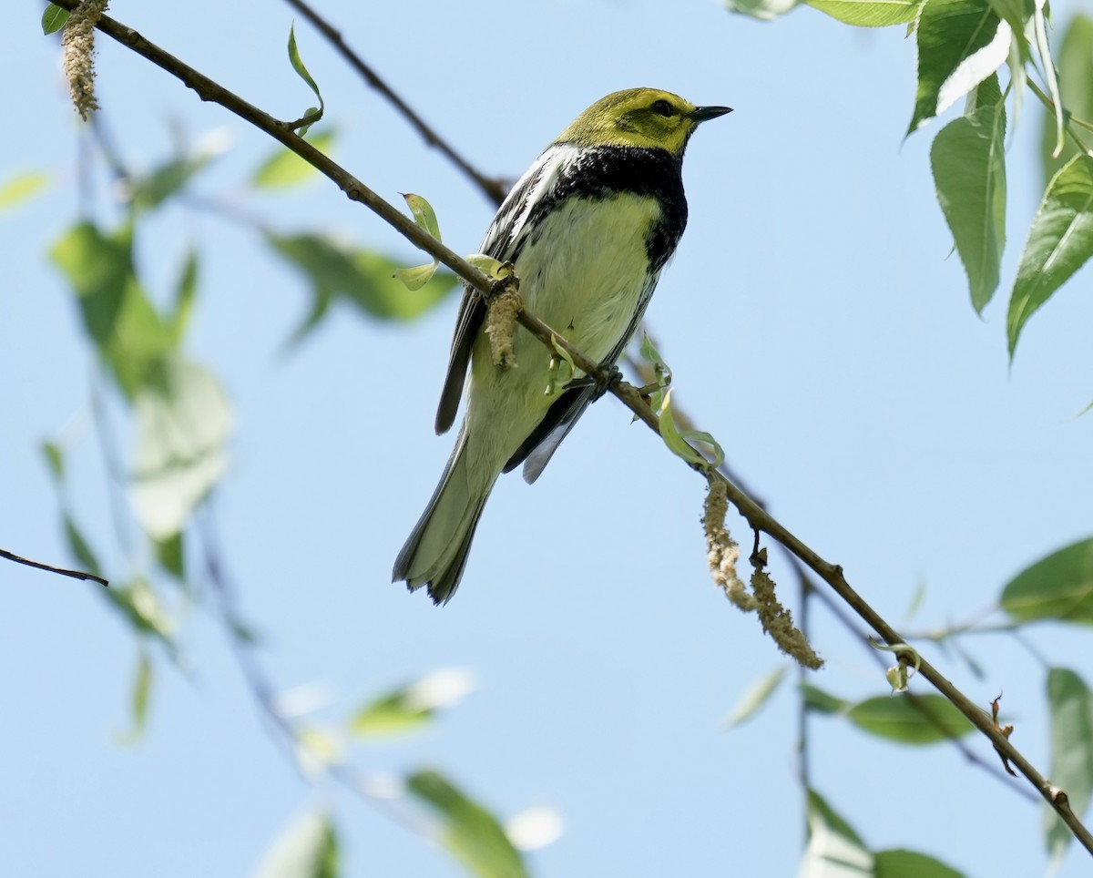 Black-throated Green Warbler - ML618707826
