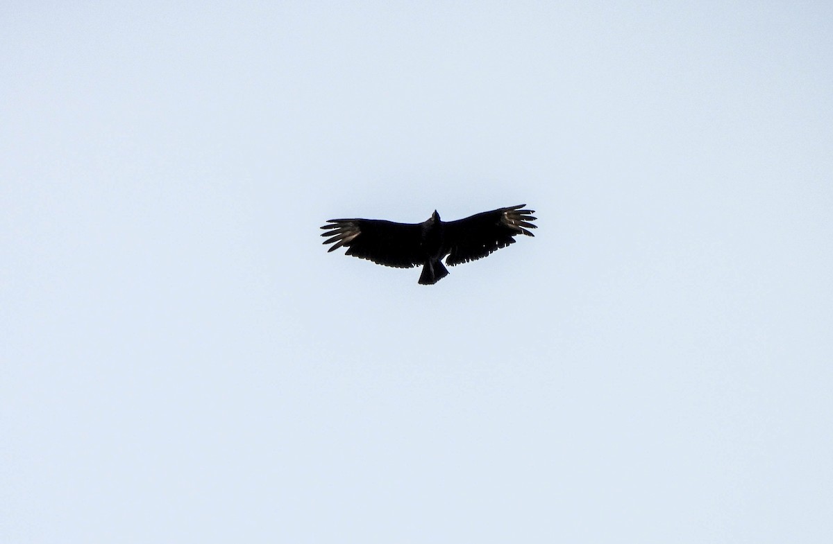 Black Vulture - ML618707827
