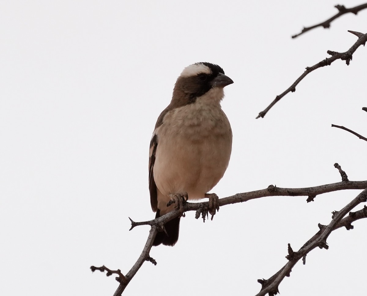 White-browed Sparrow-Weaver - ML618707829