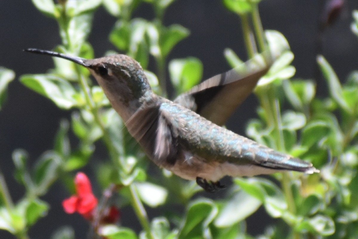 Black-chinned Hummingbird - ML618707831