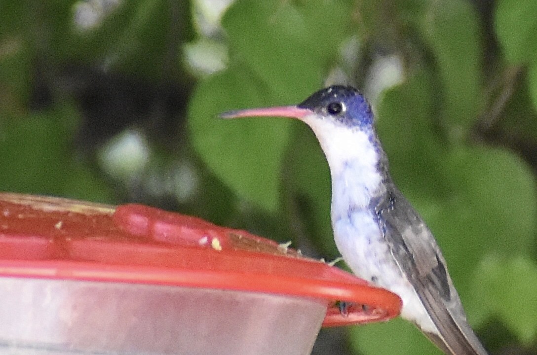 Violet-crowned Hummingbird - ML618707840