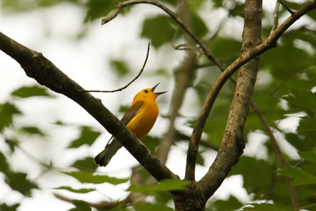 Prothonotary Warbler - ML618707881