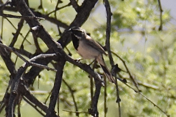 Black-throated Sparrow - ML618707890