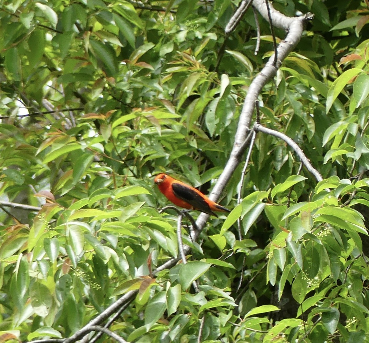 Scarlet Tanager - ML618707892