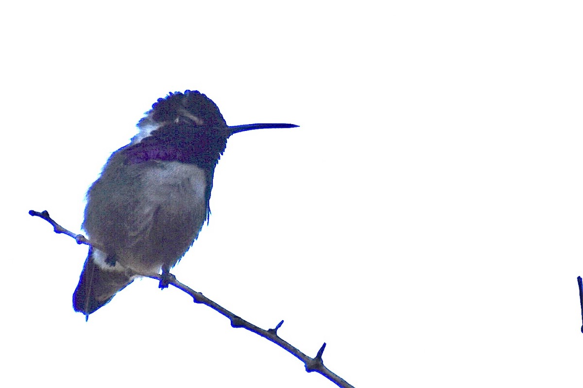 Costa's Hummingbird - ML618707904