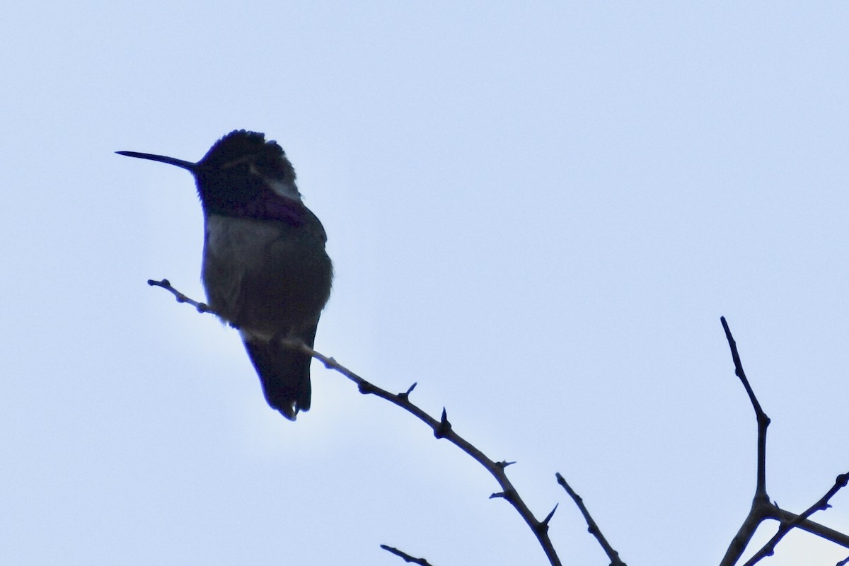 Costa's Hummingbird - ML618707905