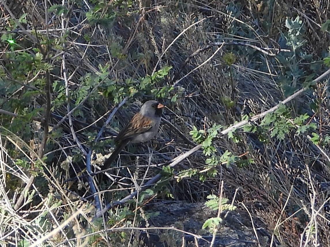 Black-chinned Sparrow - ML618707919