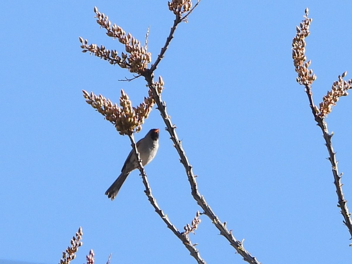 Black-chinned Sparrow - ML618707922