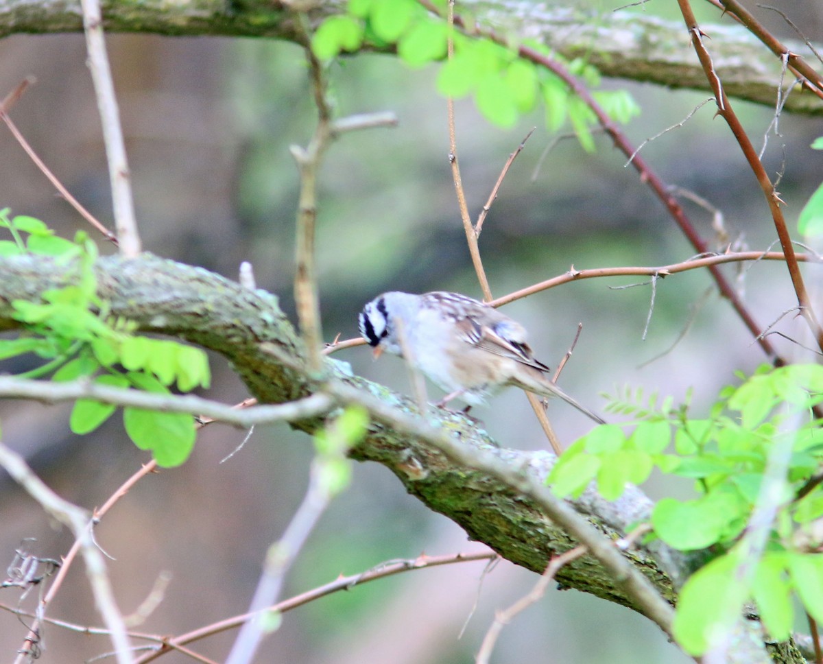 White-crowned Sparrow - ML618707927