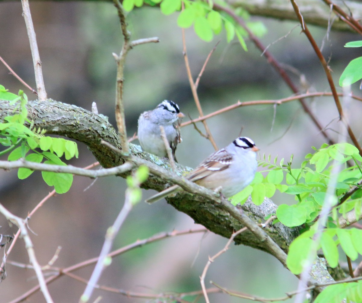 White-crowned Sparrow - ML618707928