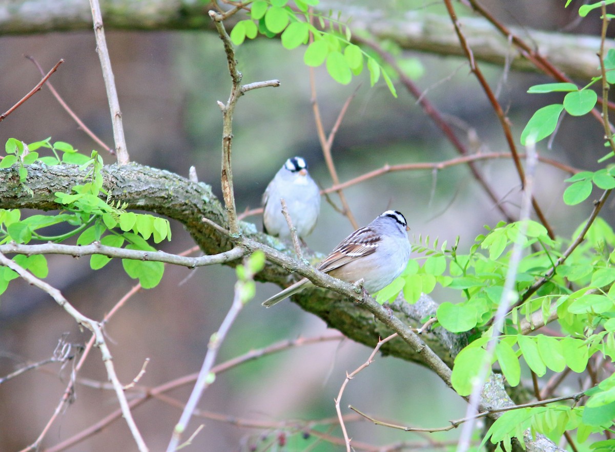 White-crowned Sparrow - ML618707929