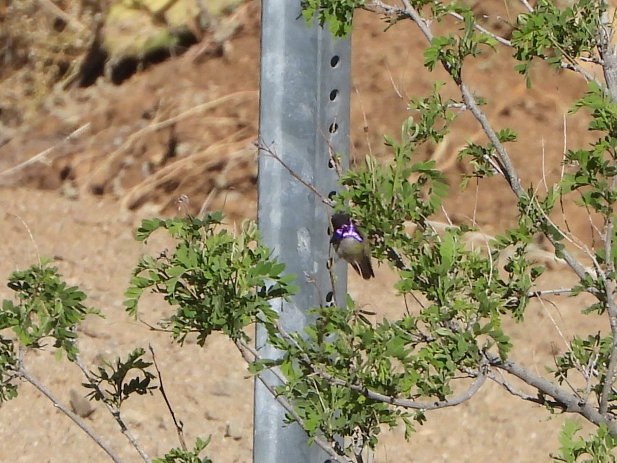 Costa's Hummingbird - ML618707932
