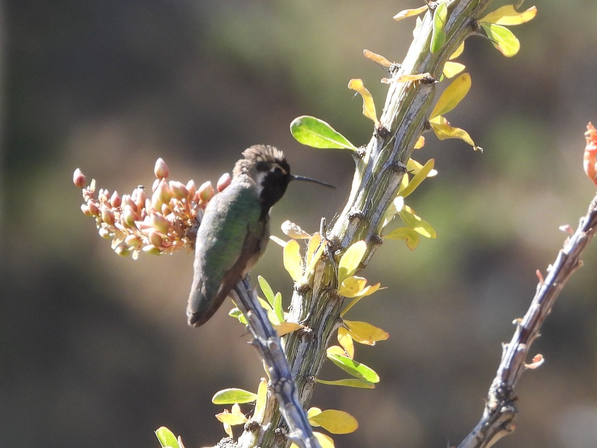 Costa's Hummingbird - ML618707933