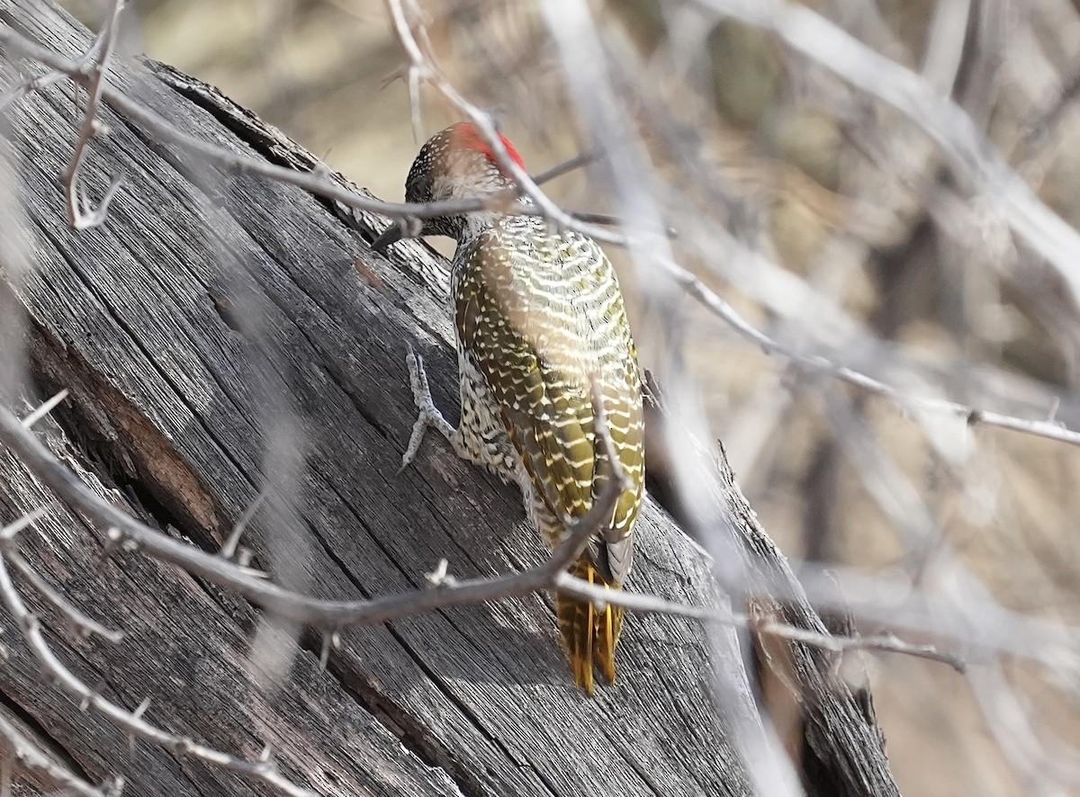 Golden-tailed Woodpecker - ML618707946
