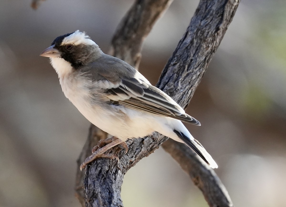 White-browed Sparrow-Weaver - ML618707958