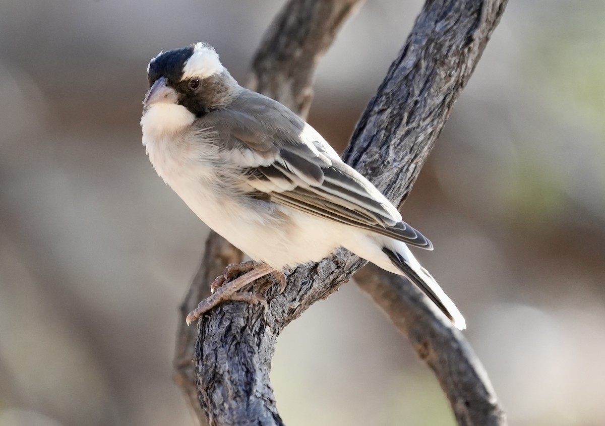 White-browed Sparrow-Weaver - ML618707959