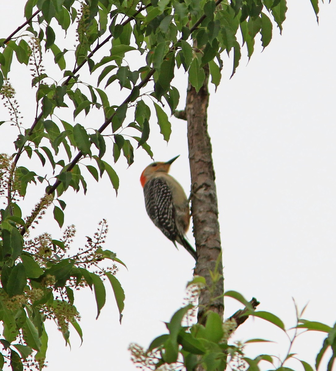Red-bellied Woodpecker - ML618707962