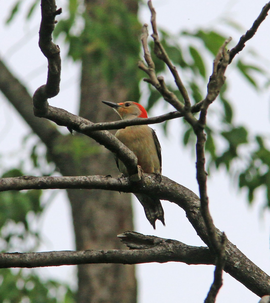 Red-bellied Woodpecker - ML618707963