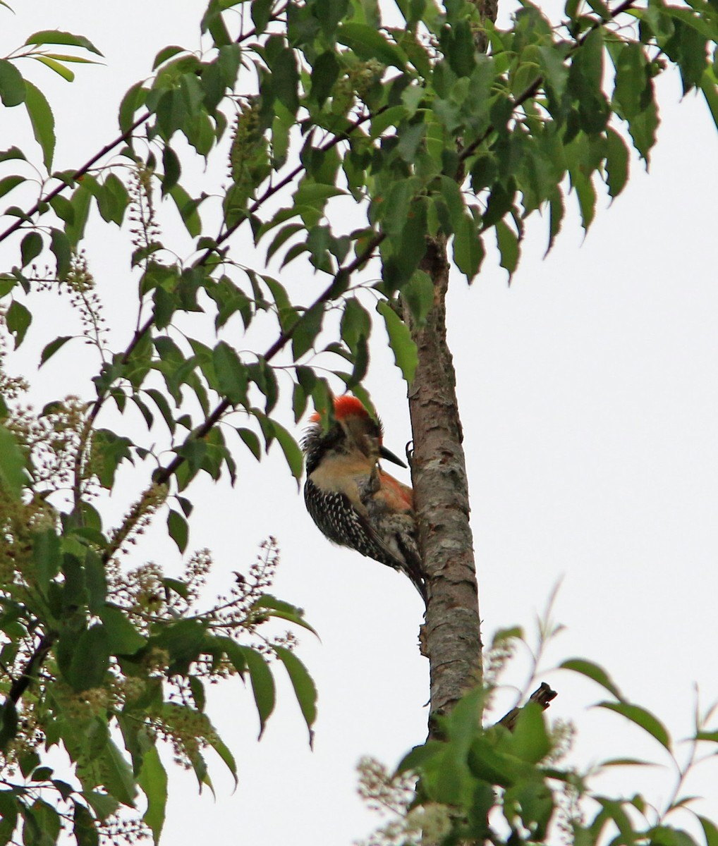 Red-bellied Woodpecker - ML618707964