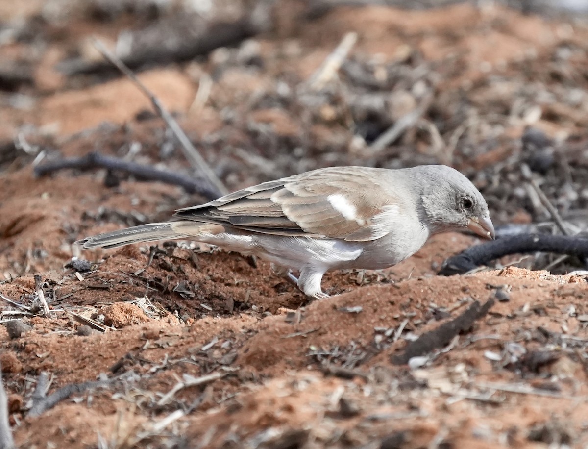 Southern Gray-headed Sparrow - ML618707976