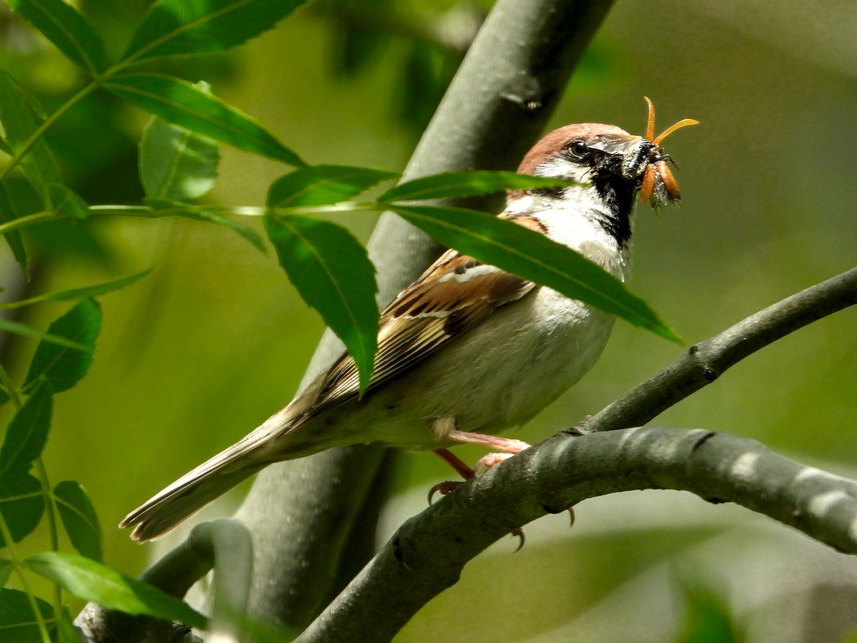 Eurasian Tree Sparrow - ML618707982