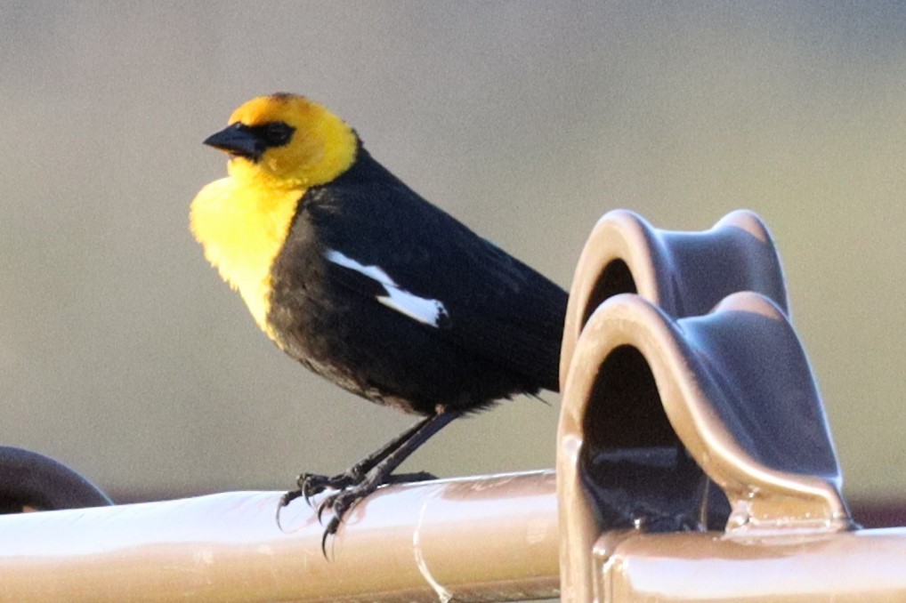 Yellow-headed Blackbird - ML618707993