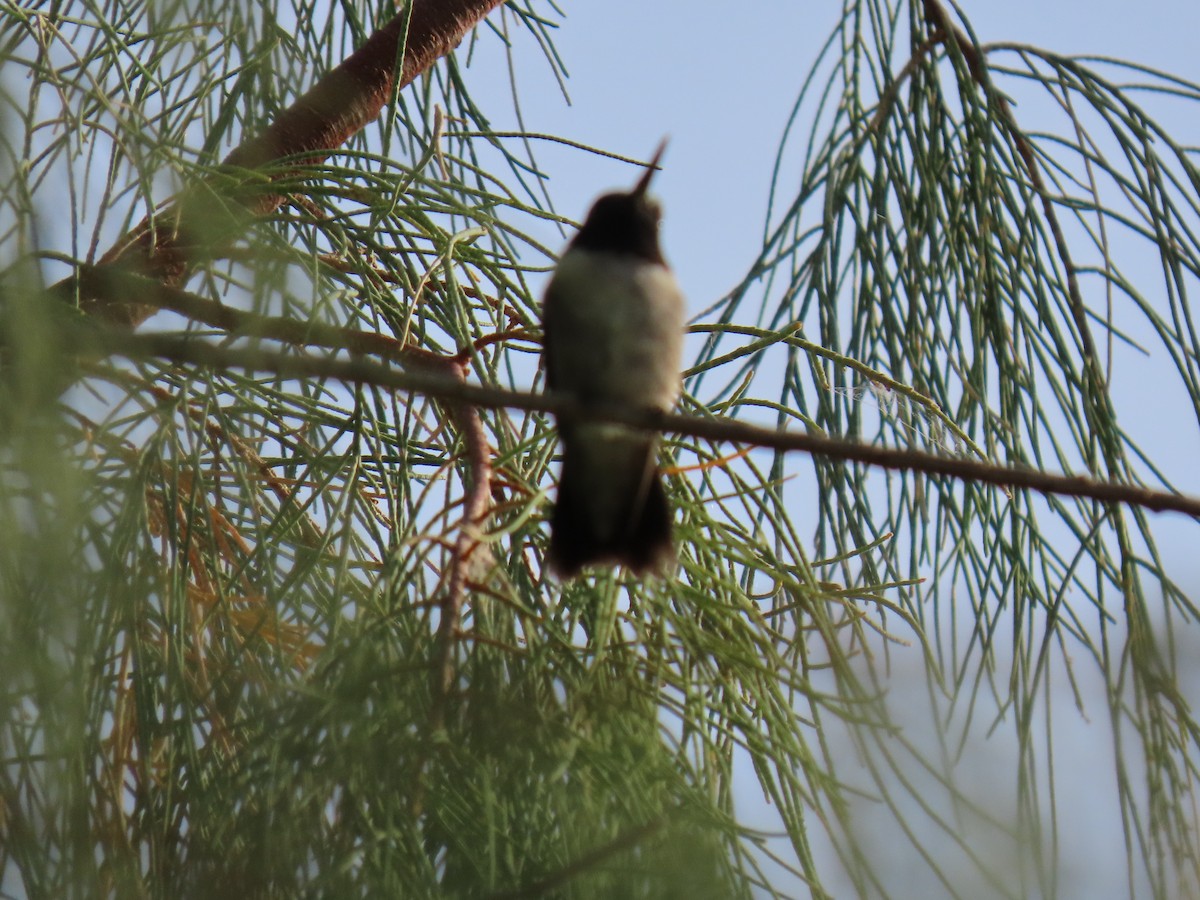 Black-chinned Hummingbird - ML618707997