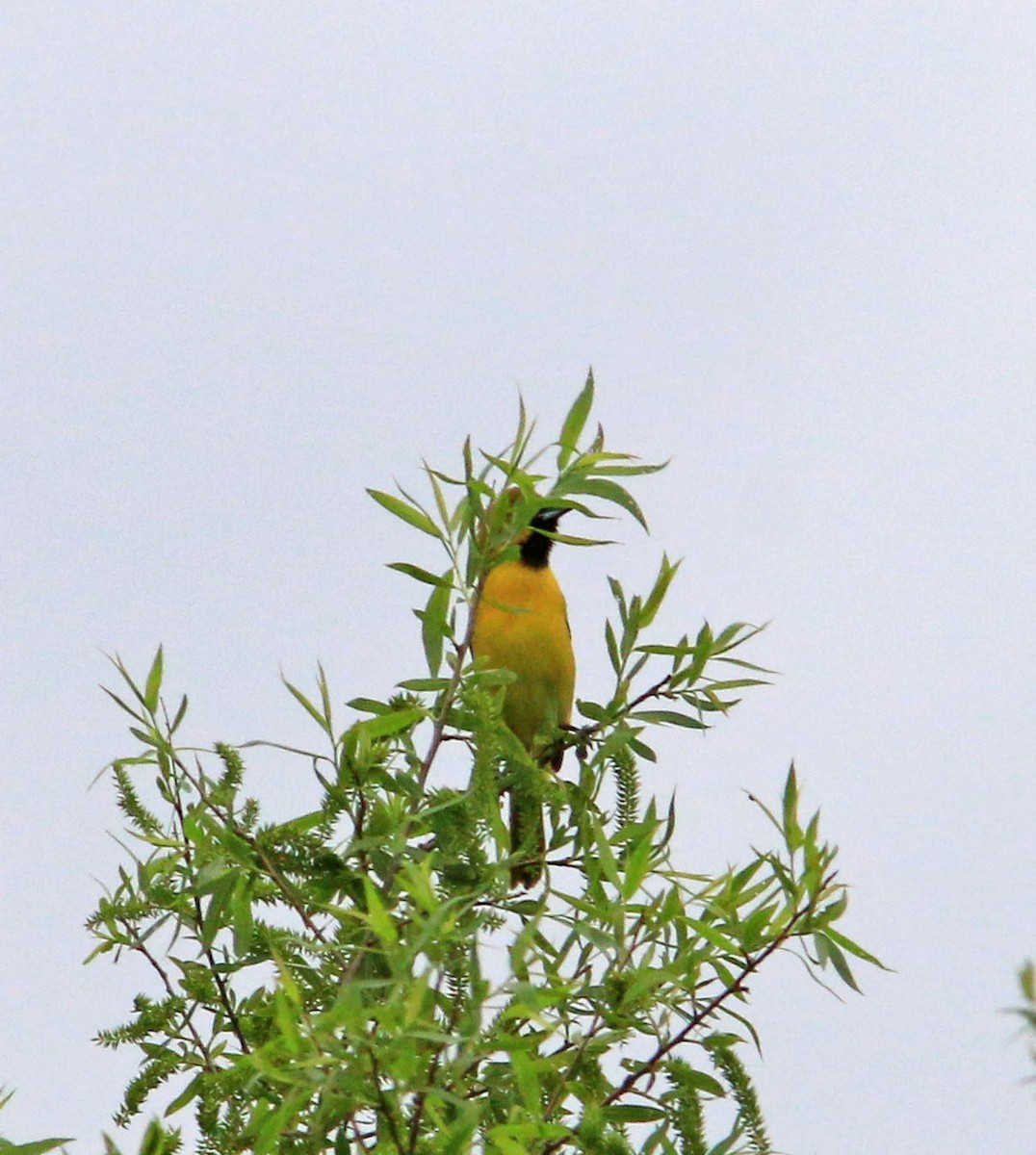 Orchard Oriole - ML618708000