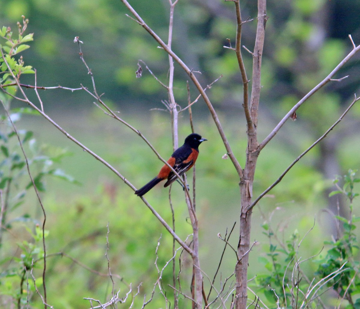 Orchard Oriole - ML618708001
