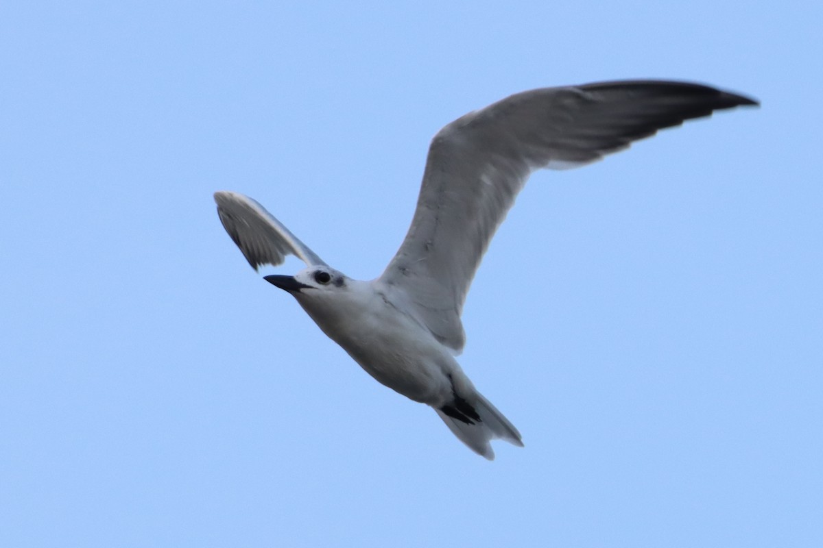 Gull-billed Tern - ML618708020