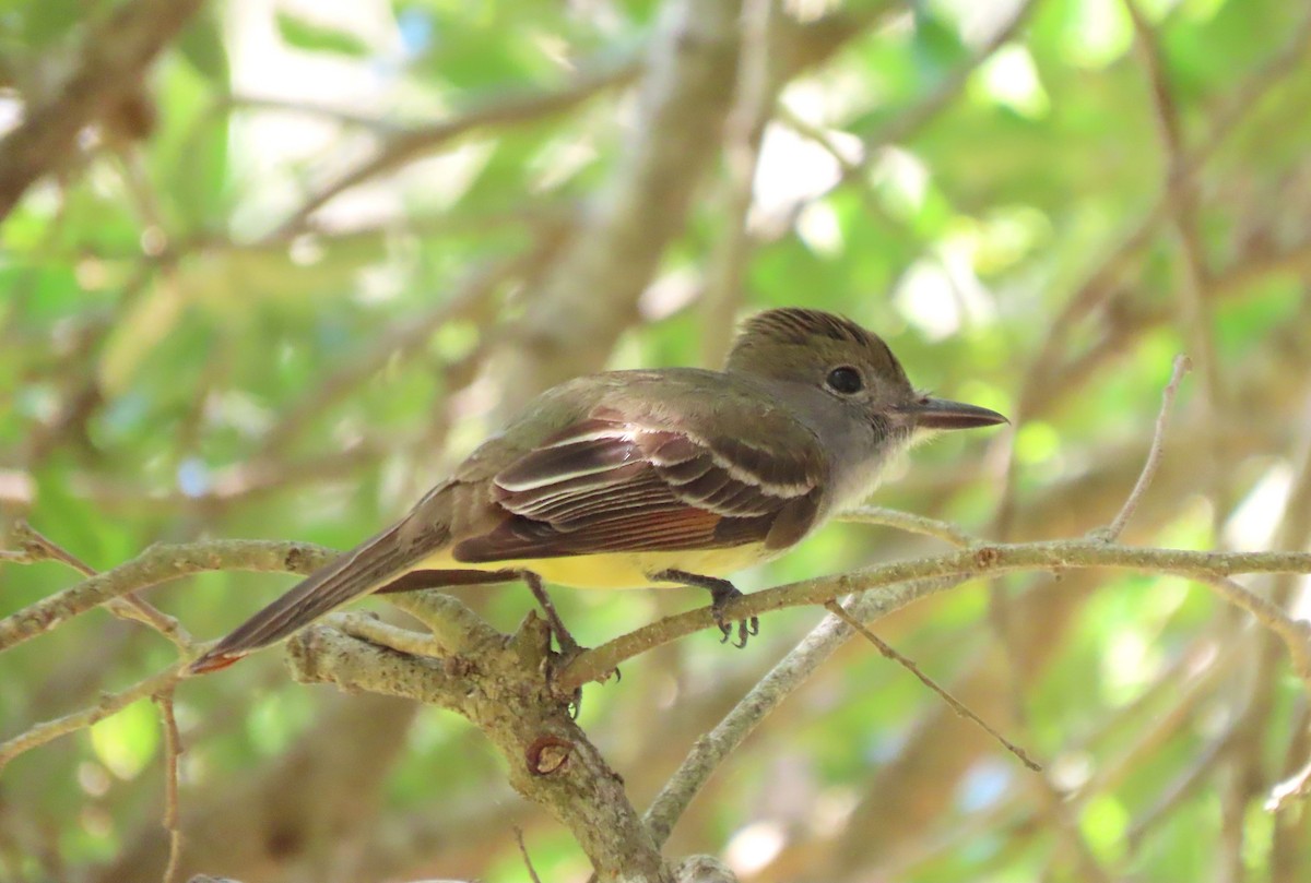 Great Crested Flycatcher - ML618708057