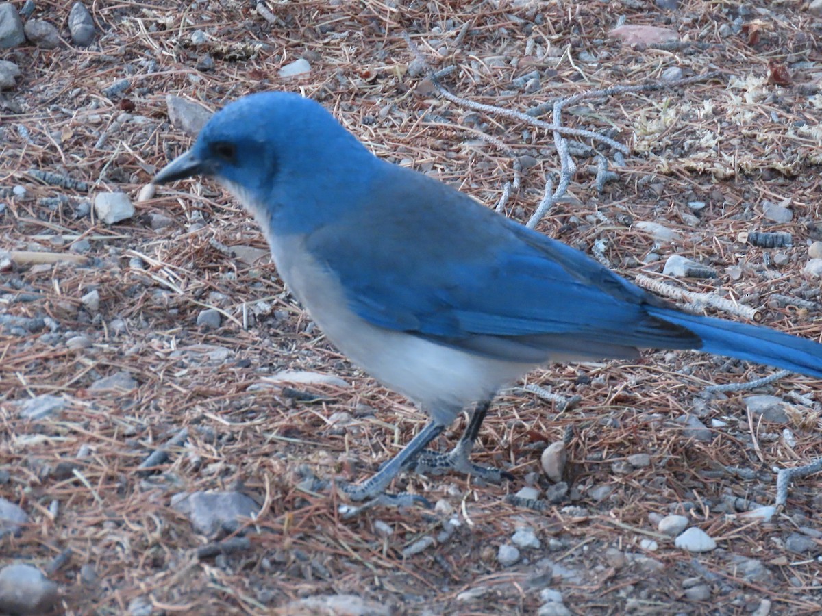 Mexican Jay - ML618708080