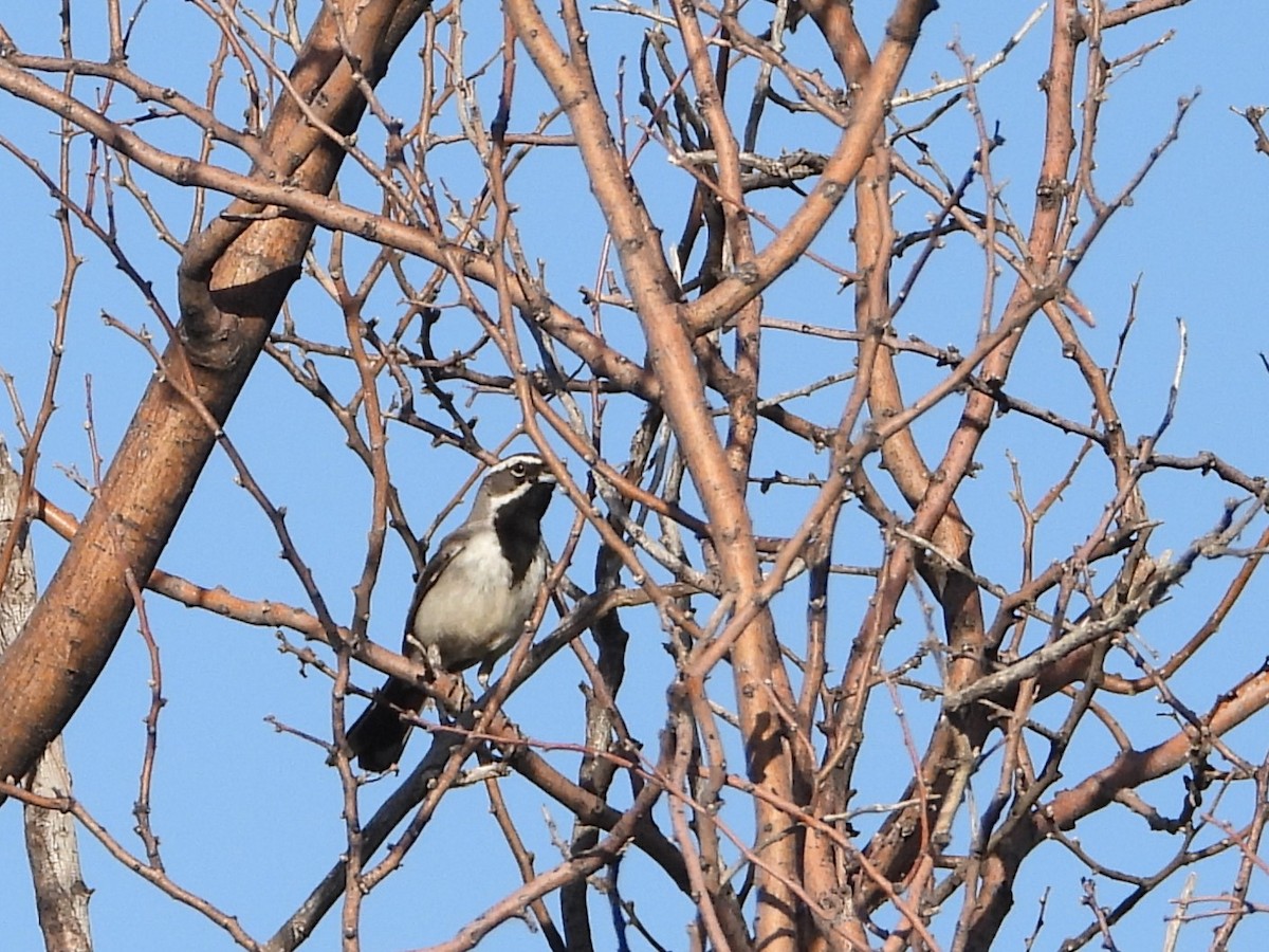 Black-throated Sparrow - Steven van der Veen