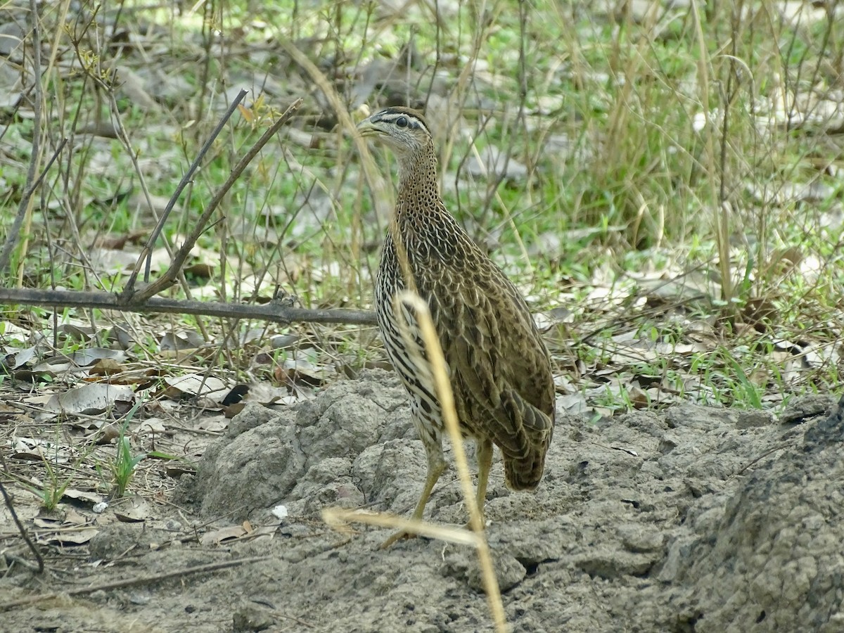 Double-spurred Spurfowl - ML618708149