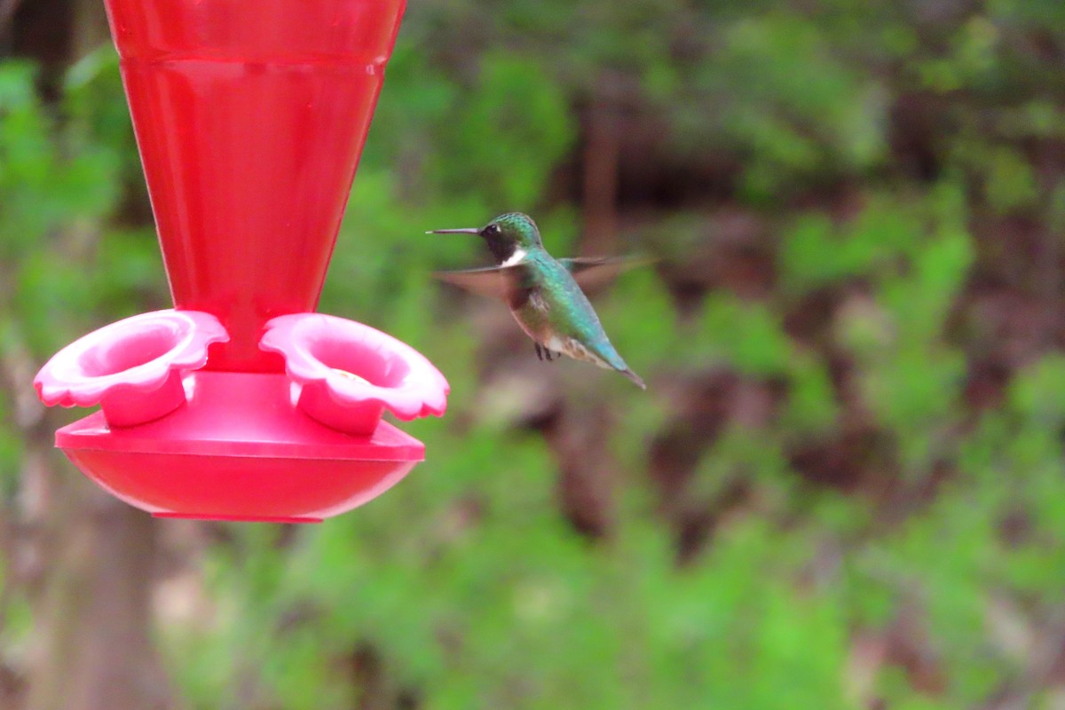 Ruby-throated Hummingbird - ML618708183