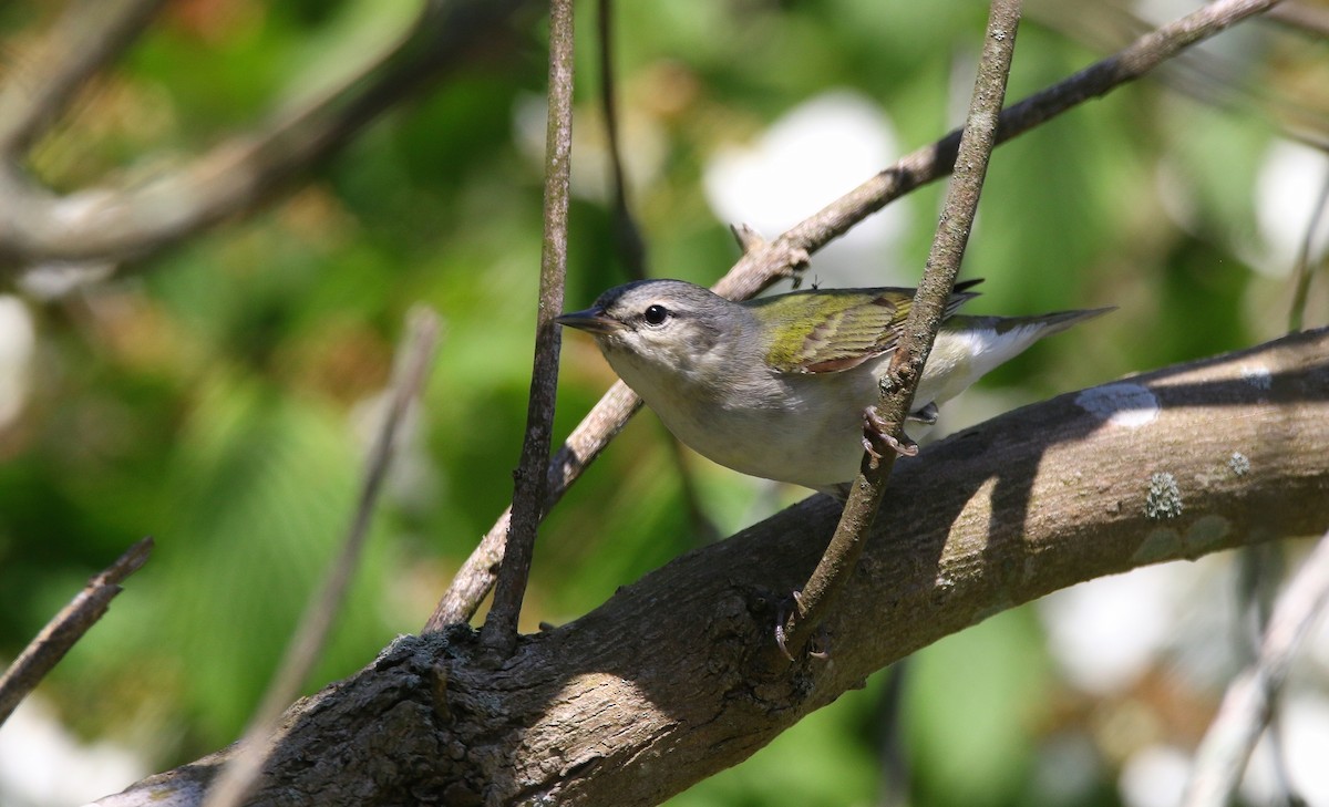 Tennessee Warbler - Devin Griffiths