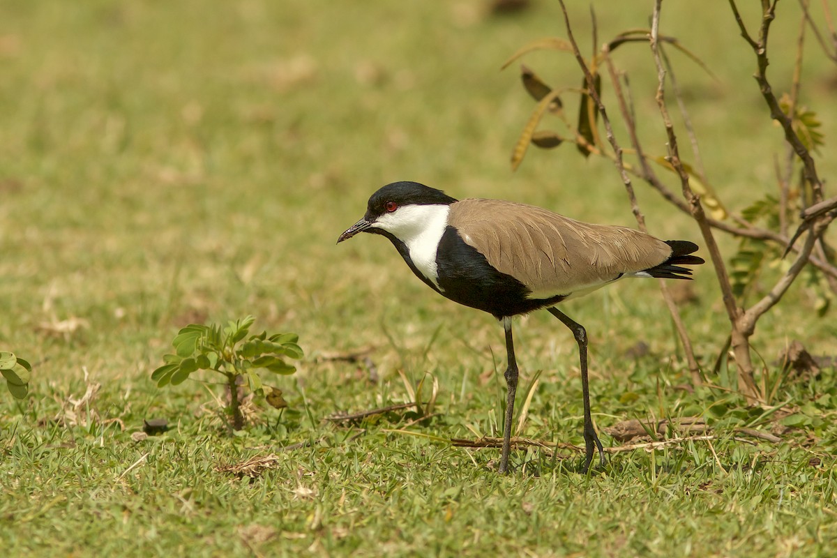 Spur-winged Lapwing - ML618708225
