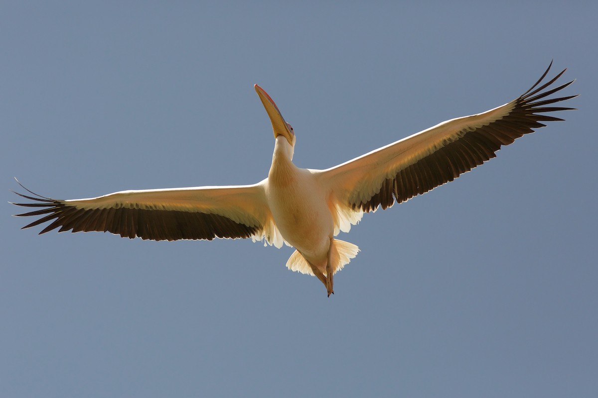 pelikán bílý - ML618708229
