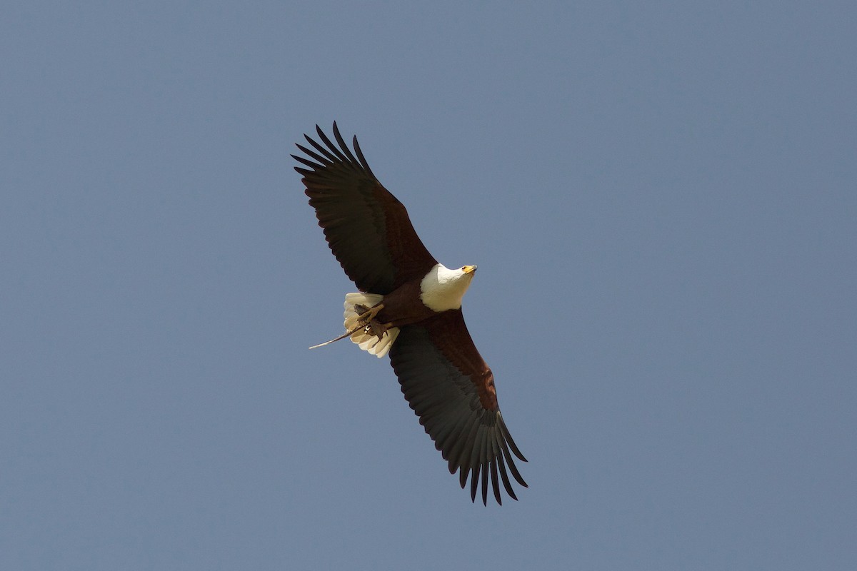 African Fish-Eagle - ML618708239