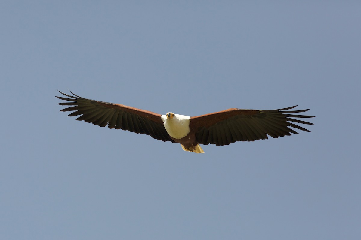 African Fish-Eagle - ML618708241