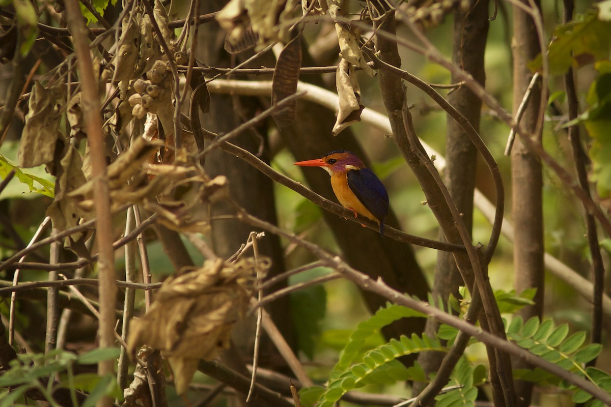 African Pygmy Kingfisher - ML618708247