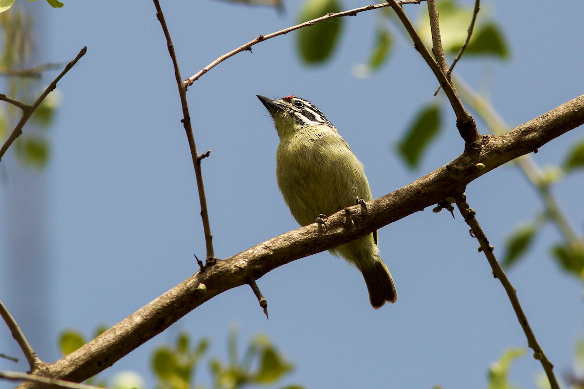 Red-fronted Tinkerbird - ML618708255