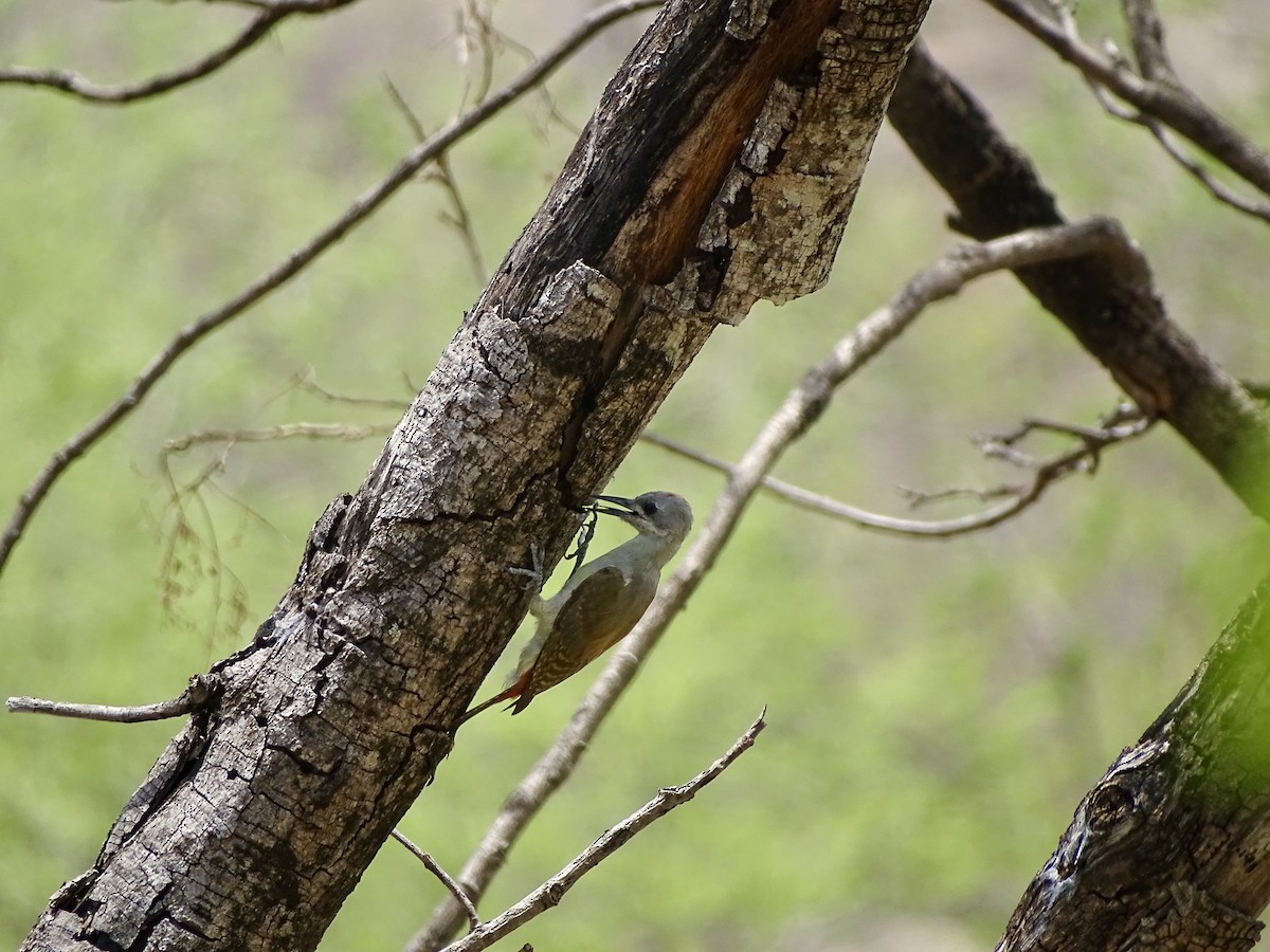 African Gray Woodpecker - ML618708278