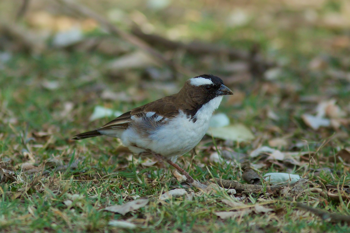 White-browed Sparrow-Weaver - ML618708287