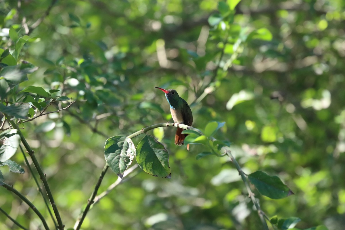 Buff-bellied Hummingbird - ML618708289